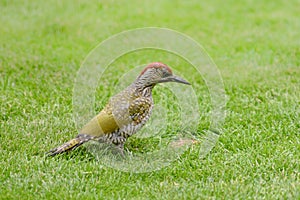 Green woodpecker, Picus Vinidis, woodpecker bird sitting on meadow