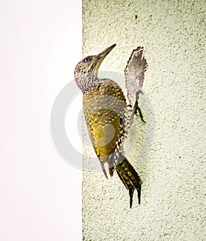 Green Woodpecker Picus viridis on the wall of the house , Czech Republic, Pilsen