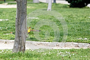 Green woodpecker Picus viridis or woodpecker, a species of piciform bird of the Picidae family