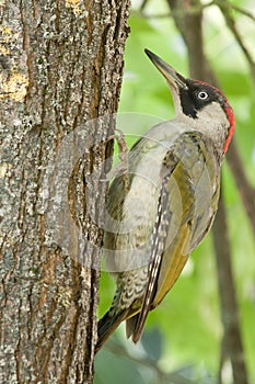 Green woodpecker sitting on the tree