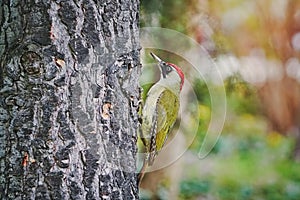 Green Woodpecker on the Tree