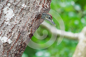 Green woodpecker young at nest