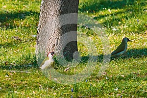 Green Woodpeckers in Grass