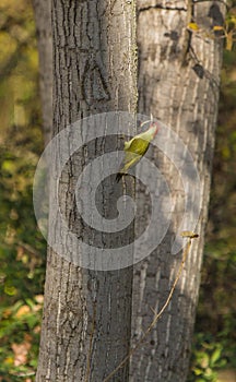 Green Woodpeckers on tree photo