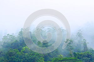 Green woods in the mist, Srilanka