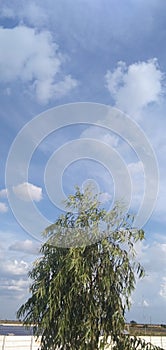 GREEN WORLD EUCALYPTUS / NILGIRI / SAFEDA TREE SEEDS and solar panel and blue sky and cloud