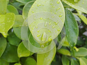 Green world its very colorful lime leave dressed with lovely water drop