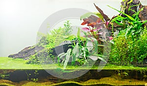 Green world of the terrarium. Natural background photo