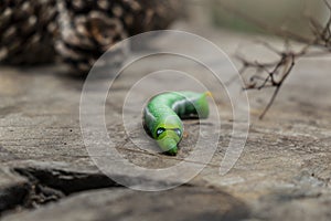 Green worm caterpillar animals on wood and pine cone blur background
