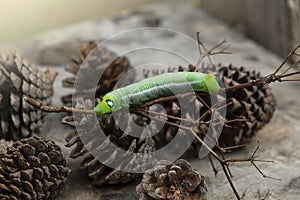 Green worm caterpillar animals on wood and pine cone blur background