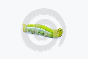 Green worm caterpillars animals isolate on white background