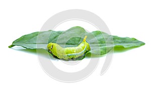 Green worm caterpillars animals isolate on white