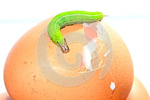 green worm on the chicken egg