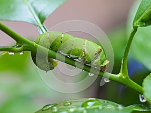 Green worm on the green leaf