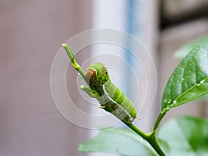 Green worm on the green leaf