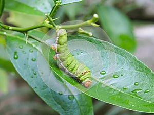 Green worm on the green leaf.