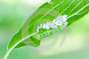 Green worm spawning on green leaf.