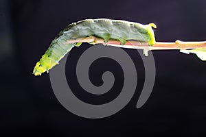 Green worm transparent dark background