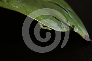 Green worm walking on the edge of a leaf