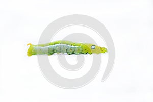 The green worm on white background ,The green caterpillars, Caterpillars eat the green leaves before they pupate and become moths.