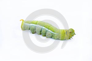 The green worm on white background ,The green caterpillars, Caterpillars eat the green leaves before they pupate and become moths.