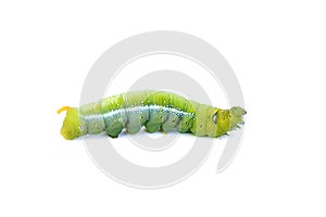 The green worm on white background ,The green caterpillars, Caterpillars eat the green leaves before they pupate and become moths.