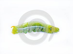 The green worm on white background ,The green caterpillars, Caterpillars eat the green leaves before they pupate and become moths.