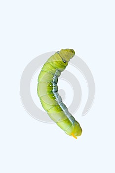 The green worm on white background ,The green caterpillars, Caterpillars eat the green leaves before they pupate and become moths.