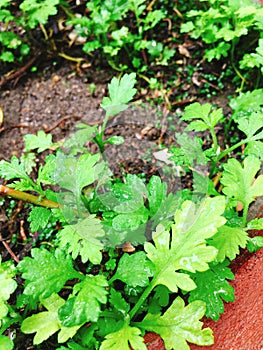 Green Wormwood vegetables in garden pot