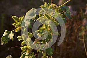 Green Xanthium strumarium seeds with thorns known as rough cocklebur, clotbur, or woolgarie bur. Invasive plant