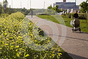 Green yard photo