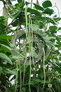 Green yard long bean   snake bean  or  vigna unguiculata hanging in vegetable farm natural background