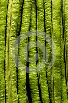 Green yard long bean on wood cutting board