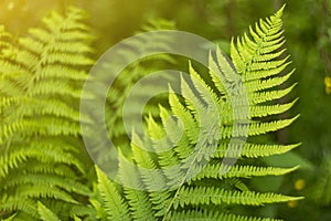 Green and yellow abstract blurred background with fern plant leaves and bokeh in sunlight
