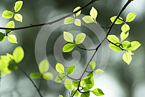 Green and yellow abstract blurred background with plant and beautiful bokeh in sunlight