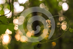 Green and yellow abstract blurred background with plant and beautiful bokeh in sunlight