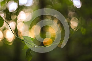 Green and yellow abstract blurred background with plant and beautiful bokeh in sunlight. Macro image with small dept of field