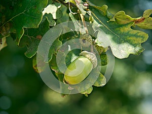 Green-yellow acorn growing between oak leaves. It heralds the coming golden autum