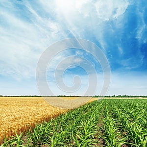 Green and yellow agricultural fields with corn and wheat. Blue sky with clouds over field