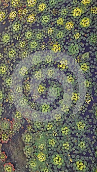 Green and yellow algae