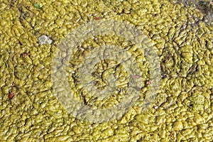 Green-yellow algae