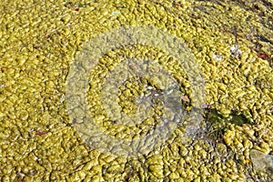 Green-yellow algae