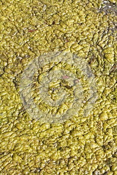 Green-yellow algae