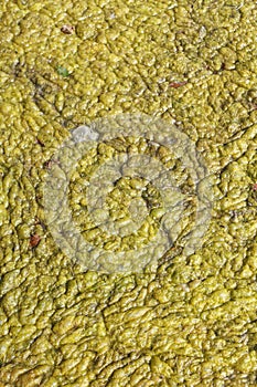 Green-yellow algae