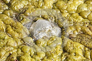 Green-yellow algae