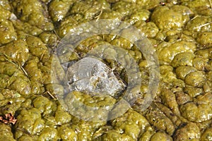 Green-yellow algae