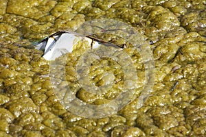 Green-yellow algae