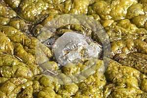 Green-yellow algae