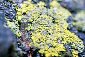 Green yellow algae on the tree bark in the nature, macro view
