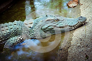 Green and Yellow Amphibian Prehistoric Crocodile